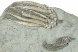 Fossil Crinoid Plate (Two Species) - Crawfordsville, Indiana #291822-2